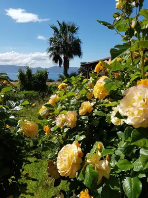 a bunch of yellow roses with a palm tree in the background at Mare E Monti in Porto Pollo