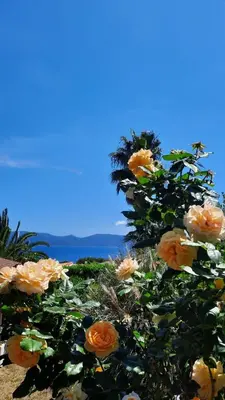 a bush of orange roses with a palm tree at Mare E Monti in Porto Pollo