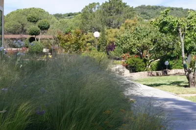 a garden with tall grass and flowers in a yard at Les Jardins De Santa Giulia - Charmante chambre dhte in Porto-Vecchio