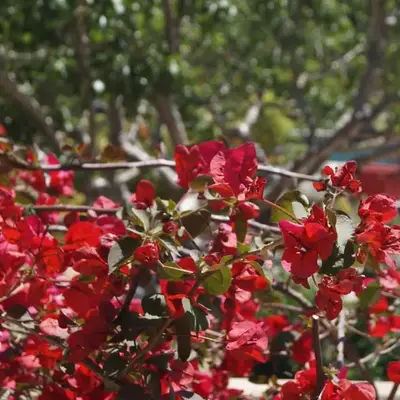 Les Jardins De Santa Giulia - Charmante chambre dhte
