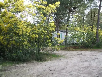 a house in the woods next to a dirt road at Résidence Santa in Ghisonaccia