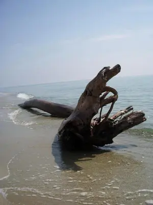 a tree branch laying in the sand on the beach at Résidence Santa in Ghisonaccia