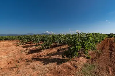 a row of green plants in a field at Les Terres Rouges in Aléria
