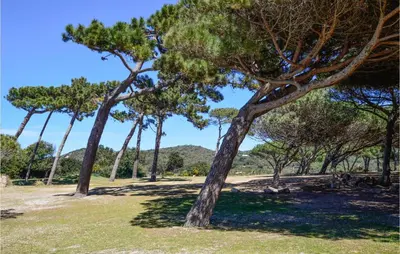 a group of pine trees in a field at Lovely Home In Coti Chiavari With Wifi in Coti-Chiavari