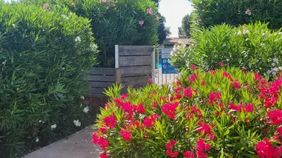 a garden with pink flowers and a wooden fence at Fiori Di Cala Rossa Très beau studio au sein d'une résidence hôtelière avec piscine et plage Cala Rossa à 600m in Lecci