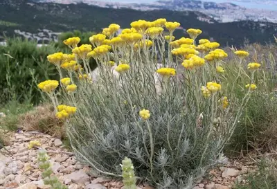 a bunch of yellow flowers on top of a hill at Villa vue mer et nature route de Cigala in Sollacaro
