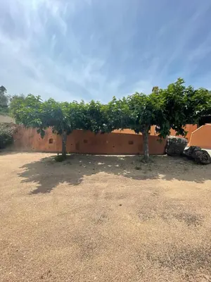 two trees in front of a brick wall at Chez Caro in Sartène