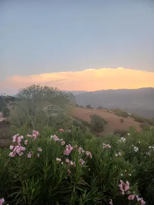 a field of flowers with the sunset in the background at afa butrone sarrola in Afa