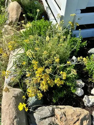 a bunch of yellow flowers in a rock garden at les bungalows de Lisa Maria in SERRA DI FIUMORBO