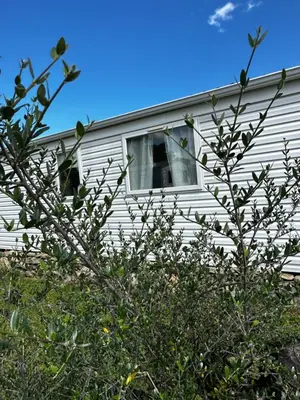 a house with a tree in front of it at les bungalows de Lisa Maria in SERRA DI FIUMORBO
