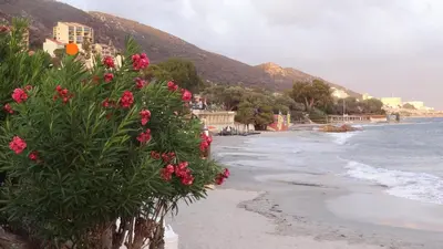 a beach with pink flowers and the ocean at Appartement « Marinella » splendide vue mer aux Sanguinaires in Ajaccio