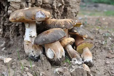 a group of mushrooms next to a tree at Appartement charmant en Corse avec terrasse au calme in Santa-Lucia-di-Moriani
