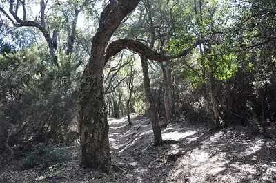 a forest with trees on a dirt trail at Appartement charmant en Corse avec terrasse au calme in Santa-Lucia-di-Moriani