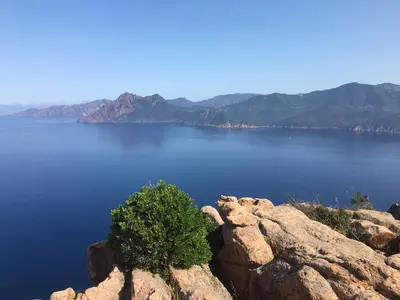 a tree sitting on the edge of a large body of water at Eco lodge Carbonaccio in Chiatra