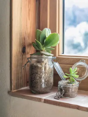 a plant in a jar sitting on a window sill at Eco lodge Carbonaccio in Chiatra