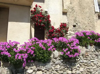 a bunch of flowers on a stone wall at Vos vacances à Lama France Corse in Lama