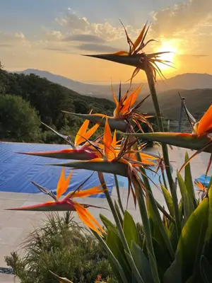 a group of orange flowers with the sunset in the background at Villa U Tramontu in Granace