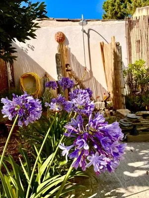 a bunch of purple flowers in front of a fence at Villa Jeannette in Grosseto-Prugna