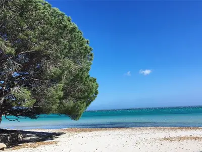 a tree on a sandy beach with the ocean at Appartement proche des plus belles plages in Porto-Vecchio