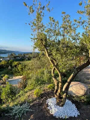 a small tree on a hill with white flowers at Villa neuve avec grande piscine chauffée vue mer in Conca