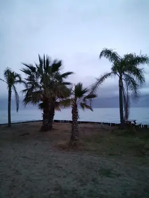 three palm trees on a beach near the ocean at Esperanza in Moriani Plage