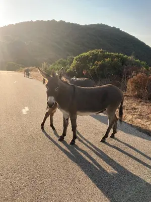 three donkeys walking down the road at Magnifique villa récente entre mer et montagne située entre Ajaccio et Porticcio in Cauro