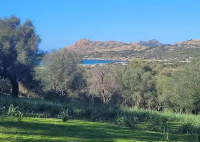 a field with trees and a lake in the background at Charmant petit logement à 3 kms de la plage in Belgodère