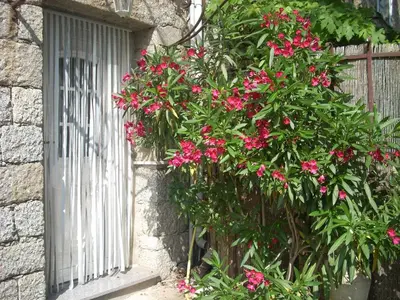 a bush with pink flowers next to a window at CHAMBRE INDEPENDANTE climatisée, cuisine d'été, piscine in Sartène