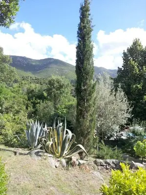 a cactus and a tall tree in a garden at Casa de Patarra gîte dans le maquis avec piscine privée in Peri