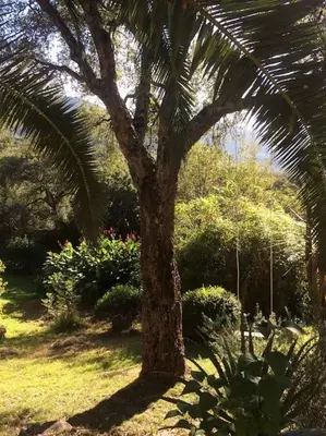 a palm tree in a garden with grass and bushes at Casa de Patarra gîte dans le maquis avec piscine privée in Peri