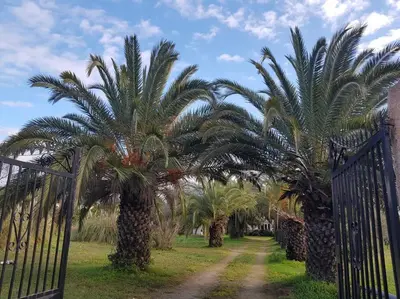 a row of palm trees next to a fence at PALMA Piscine chauffée Grand jardin avec piscine à 1 km de la mer in Solaro