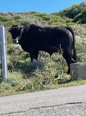 a black cow standing on the side of a road at Appartement tout confort 2-4 pers 500 m de la plage avec piscine et wifi in Santa-Maria-Poggio