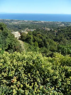 a view from the top of a tree at Residence Amanda in Santa-Lucia-di-Moriani