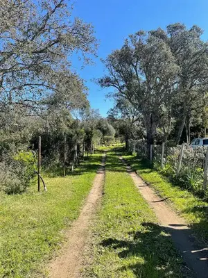 a dirt road with trees on both sides at Villa Casa Sognu di Orizonte in Figari