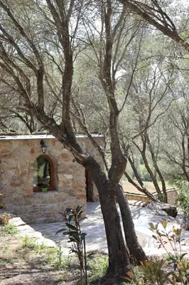 a tree in front of a stone house at BERGERIE LA NEPITA in Saint-Florent