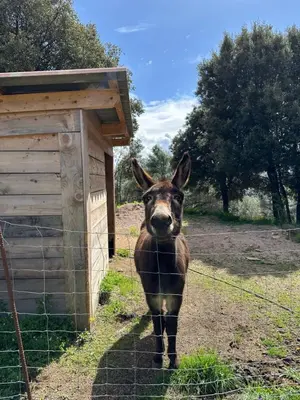 a donkey is standing next to a fence at N1 Maison T2 climatisé in Ajaccio