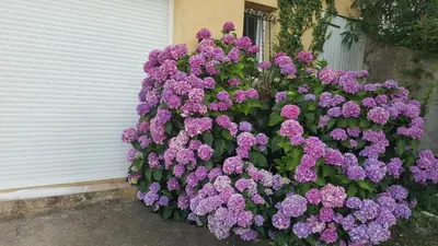 a bush of purple flowers in front of a garage at Casa Elena in Ajola