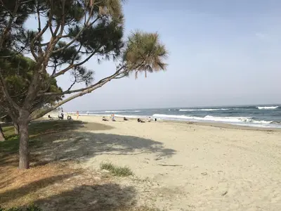 a beach with a tree and people on the beach at Un vrai petit bonheur en bord de mer - 6 pers. in Ghisonaccia