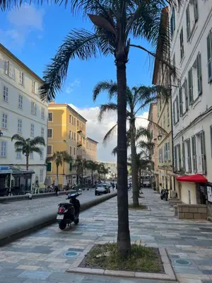 a palm tree and a scooter parked on a street at Studio hyper centre in Ajaccio