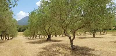 a row of trees in the middle of a field at Casa Erbaggio in Sartène
