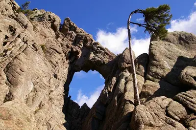 a tree in the middle of a rocky mountain at Casa Erbaggio in Sartène