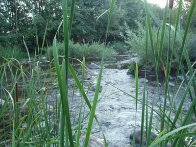 a stream of water with grass in the foreground at Casa Erbaggio in Sartène