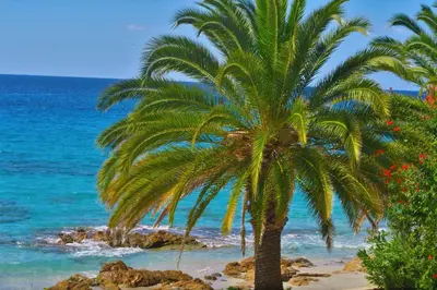 a palm tree on a beach next to the ocean at STUDIO LES CALANQUES in Ajaccio