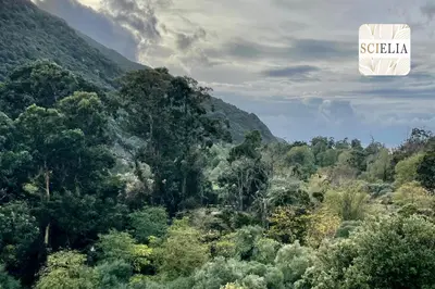 a view of a forest of trees with the words svolva at Chez Françoise in Porto Ota