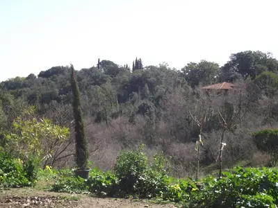 a hill with trees and a house in the distance at mer et campagne in Cervione