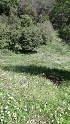 a field of grass with white flowers in it at mer et campagne in Cervione