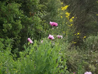 a group of pink flowers in a field at mer et campagne in Cervione
