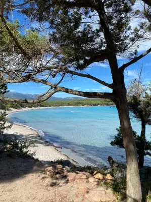 a view of a beach with a tree and water at Villa Pacienta in Bonifacio