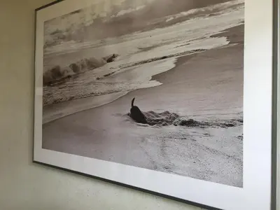 a picture of a seal on the beach at Beach house à Marina di Sorbo …Corse in Sorbo-Ocagnano