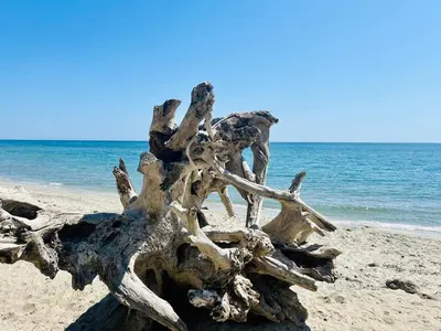 a piece of driftwood on the beach at Mini Villa Pascal Paoli avec piscine - proche mer in Prunelli-di-Fiumorbo